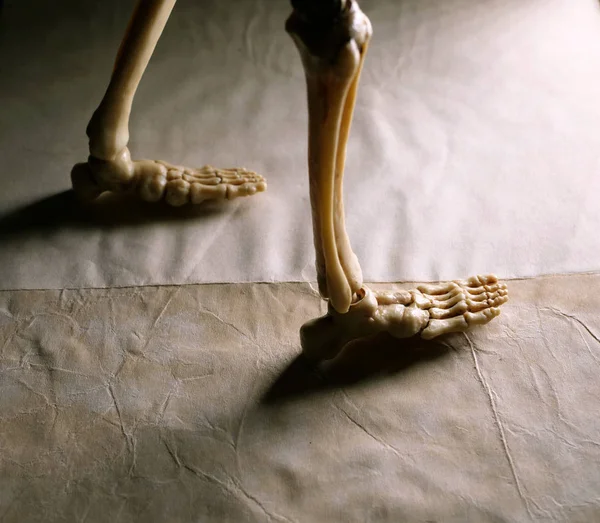 人間の骨格をクローズアップ — ストック写真