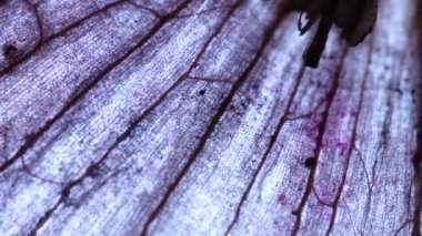 Microscopic close up of an onion peel