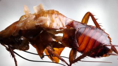 Böcek bacaklar detaylı mikroskobik görüntüleri