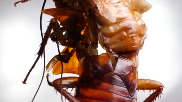 Detailed Microscopic Footage Insect Legs — Stock Video