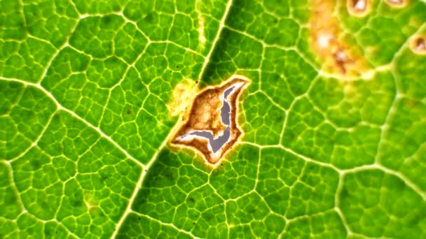 Macro Shot Foglie Piante Verdi Sono Stati Analizzati — Video Stock