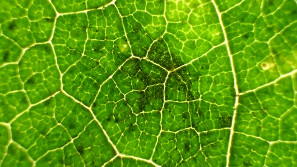 Macro Shot Hojas Verdes Plantas Sido Analizado — Vídeo de stock