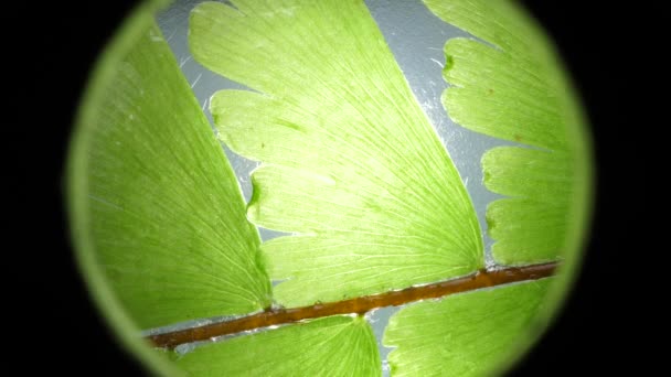 Macro Shot Feuilles Vertes Plantes Été Analysé — Video