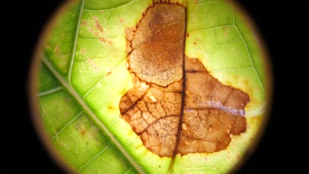 Macro Shot Folhas Verdes Plantas Foram Analisadas — Vídeo de Stock