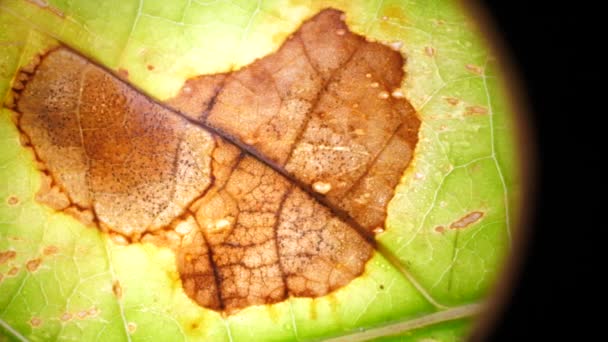 Macro Shot Green Leafs Plants Been Analyzed — Stock Video