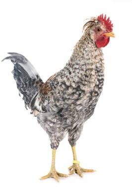 Beyaz arka plan önünde krem legbar tavuk