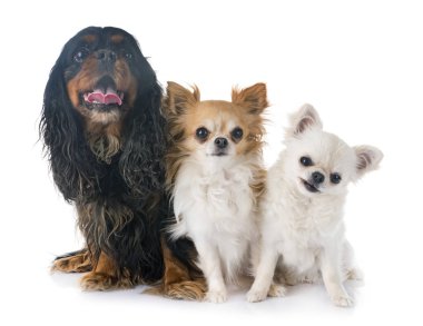 Beyaz arka planda Süvari Kral Charles ve Chihuahua 'lar