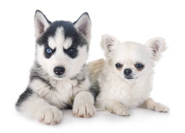 köpek yavrusu siberian dış yapraklar ve beyaz arka plan önünde chihuahua