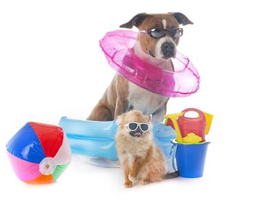 Amerikan personeli Terrier ve Chihuahua beyaz arka planda.