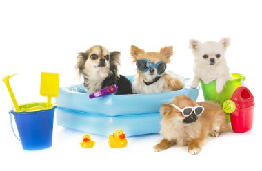 Chihuahuas tatil beyaz arka plan önünde