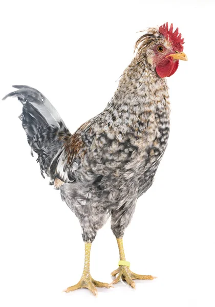 Beyaz arka plan önünde krem legbar tavuk