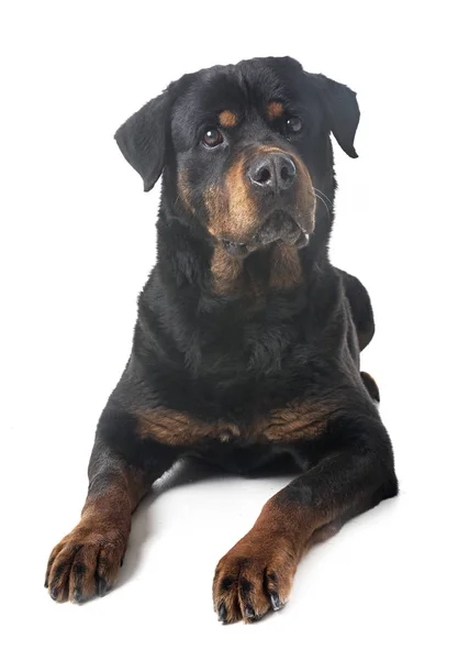 Vuxen Rottweiler Framför Vit Bakgrund — Stockfoto