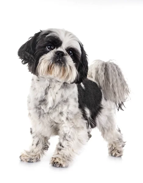 Shih Tzu Davanti Sfondo Bianco — Foto Stock