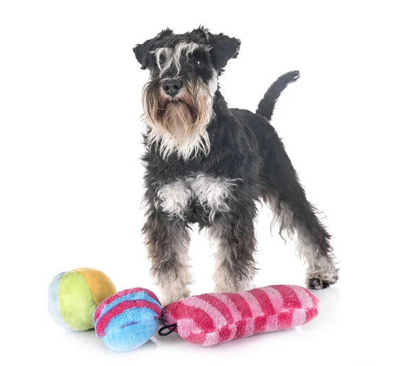 Miniatuur Schnauzer Voorkant Van Witte Achtergrond — Stockfoto