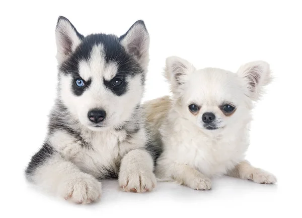 Cachorro Siberiano Husky Chihuahua Frente Fundo Branco — Fotografia de Stock
