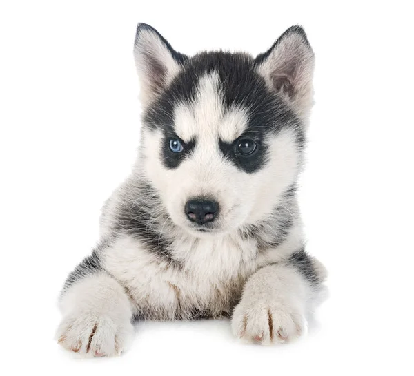 Cucciolo Siberiano Husky Davanti Sfondo Bianco — Foto Stock