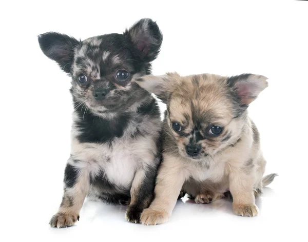 Cachorros Chihuahua Delante Fondo Blanco —  Fotos de Stock