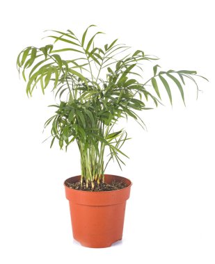 Beyaz arka plan önünde genç areca