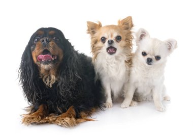 Beyaz arka planda Süvari Kral Charles ve Chihuahua 'lar