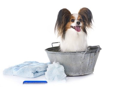 Papillon ve beyaz arka plan önünde banyo