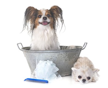 Papillon, chihuahua ve beyaz arka plan önünde banyo