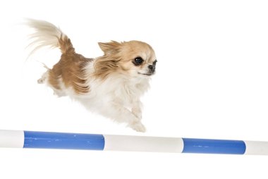 Beyaz arka plan önünde çeviklik eğitim