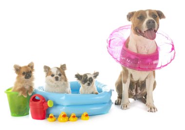 Amerikan personeli Terrier ve Chihuahua beyaz arka planda.