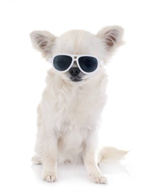 Beyaz arka planda köpek yavrusu chihuahua
