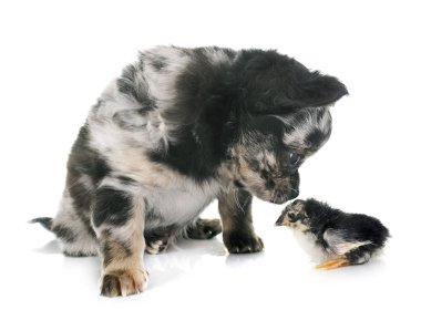 köpek chihuahua ve beyaz arka plan önünde piliç