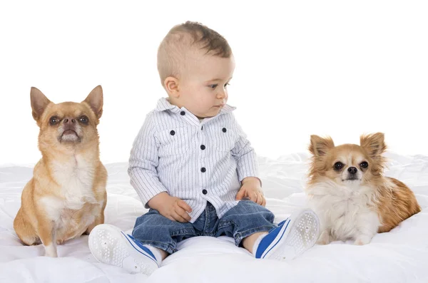 Mänskliga Baby Och Chihuahua Framför Vit Bakgrund — Stockfoto