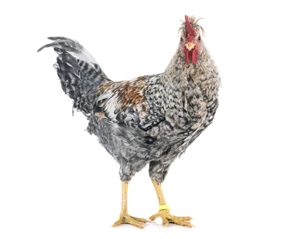 Krem Legbar Kurczaka Przed Białym Tle — Zdjęcie stockowe