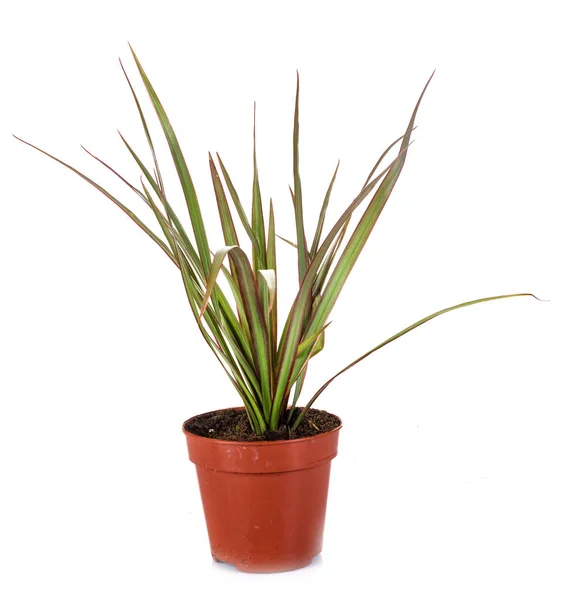 Dracaena Plant Front White Background — Stock Photo, Image