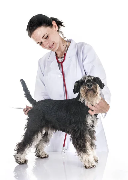 Miniaturschnauzer Und Tierarzt Vor Weißem Hintergrund — Stockfoto