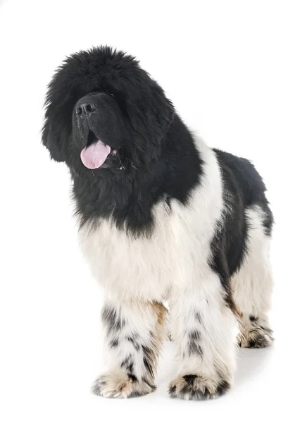 Newfoundland Hund Framför Vit Bakgrund — Stockfoto