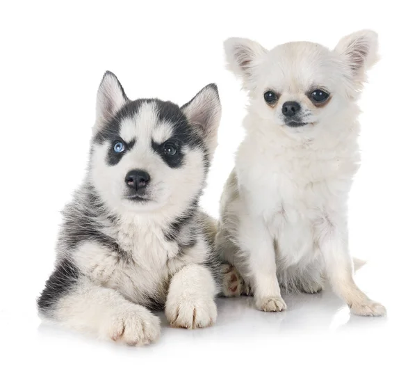 Cachorro Siberiano Husky Chihuahua Frente Fundo Branco — Fotografia de Stock