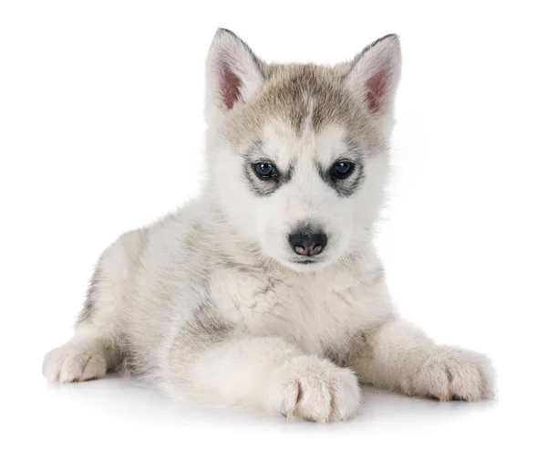 Köpek Yavrusu Sibirya Husky Beyaz Arka Plan Önünde — Stok fotoğraf