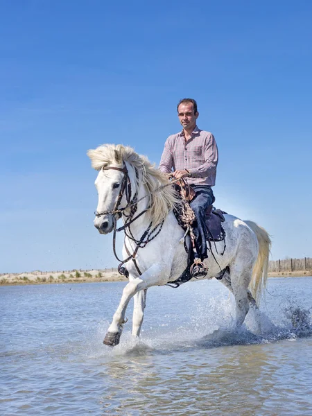 Montando Homem Seu Garanhão Praia — Fotografia de Stock