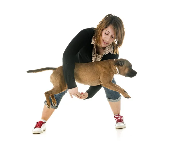 Staffordshire Bull Terrier Woman Front White Background — Stock Photo, Image