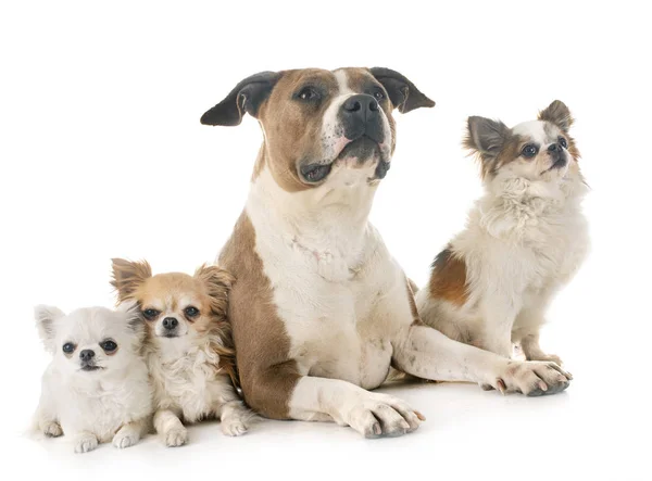 Amerikansk Staffordshire Terrier Chihuahuaer Foran Hvit Bakgrunn – stockfoto
