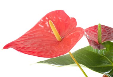 Beyaz arkaplan önünde Anthurium bitkisi