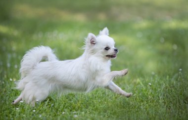 Baharda bahçede safkan bir chihuahua.