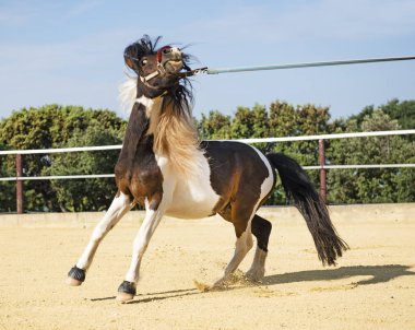 training of a retive pony in lunge clipart