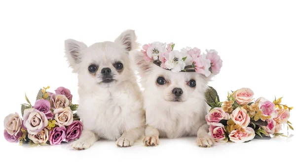 Twee Chihuahuas Voorkant Van Witte Achtergrond — Stockfoto