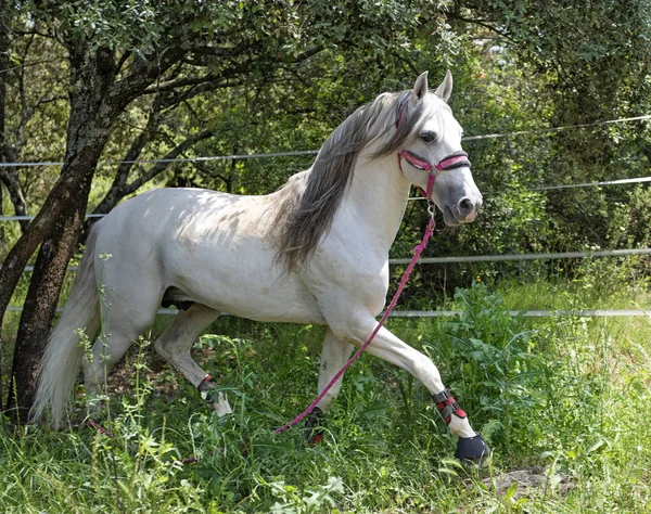 Mooie Witte Andalusische Paard Natuur — Stockfoto