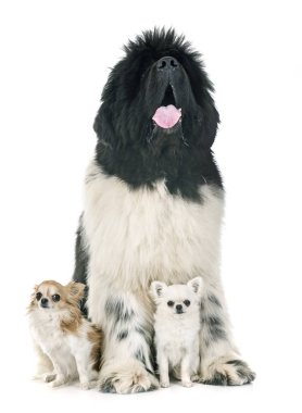 Newfoundland köpek ve beyaz arka plan önünde chihuahuas