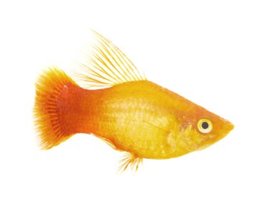Beyaz arka plan önünde Xiphophorus maculatus