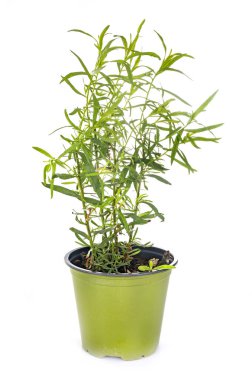 Tarhun bitki beyaz arka plan önünde