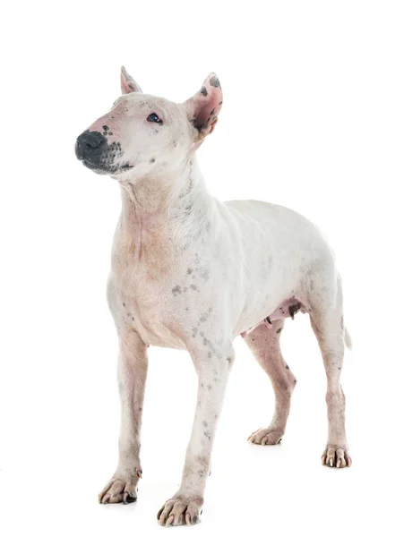 Bull Terrier Front White Background — Stock Photo, Image