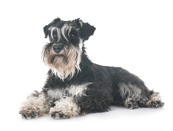 Miniaturschnauzer Vor Weißem Hintergrund — Stockfoto