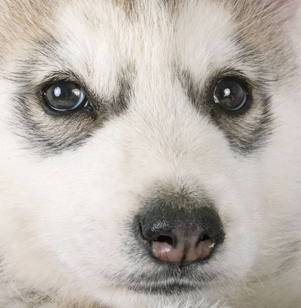 Puppy Siberische Husky Voor Witte Achtergrond — Stockfoto